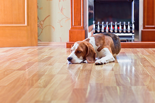 Floor Re-Coating